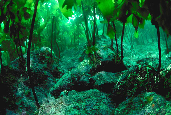 Những khu rừng nhiệt đới v&ocirc; c&ugrave;ng hấp dẫn